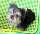 纯种约克夏幼犬出售北京约克夏好养吗