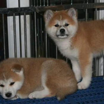 北京哪里卖柴犬幼犬纯种日系柴犬已做完可保健康三个月