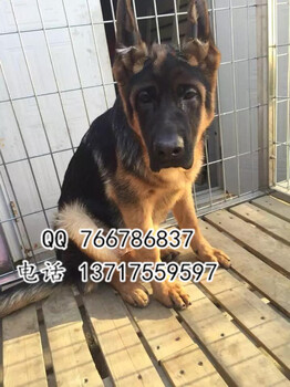 纯种德牧幼犬出售赛级德牧幼犬出售北京德牧犬舍