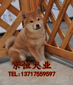 北京哪里卖柴犬幼犬三个月柴犬多少钱柴犬幼犬保健康