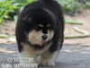 北京哪里有买阿拉斯加幼犬北京阿拉斯加幼犬出售