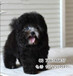 宠物狗泰迪犬出售北京泰迪犬狗狗多少钱