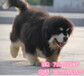 北京哪里出售阿拉斯加幼犬纯种阿拉斯加什么价格