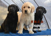 纯种拉布拉多犬多少钱北京哪卖拉布拉多犬签署协议