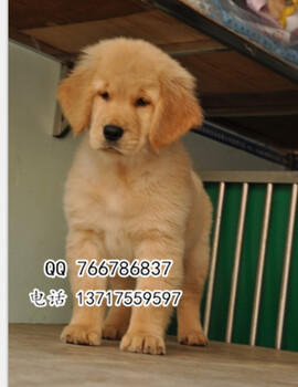 北京哪里有卖宠物狗纯种金毛幼犬正规狗场出售金毛幼犬