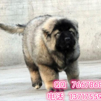 北京哪卖高加索幼犬巨型高加索三个月高加索幼犬