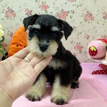 北京哪里出售纯种雪纳瑞幼犬纯种雪纳瑞一只多少钱