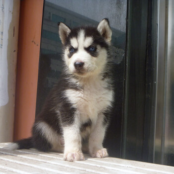 北京哪里卖哈士奇幼犬三把火双蓝眼哈士奇雪橇犬