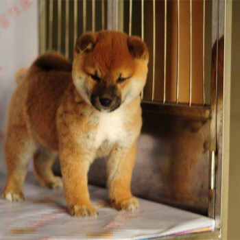 北京柴犬价位多少北京什么地方有卖柴犬北京柴犬犬舍