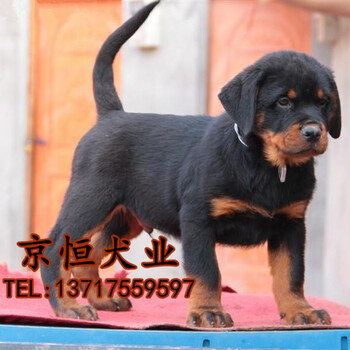 北京罗威纳什么价格哪里出售三个月罗威纳幼犬