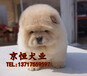 北京哪里买到纯种松狮幼犬北京放心的纯种松狮多少钱
