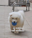 北京哪里有卖萨摩的萨摩耶去哪里买可以放心的犬舍