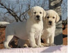 北京拉布拉多幼犬多少钱纯种拉布拉多出售大骨架拉布拉多犬