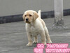 北京哪里卖纯种拉布拉多犬纯种拉布拉多犬多少钱