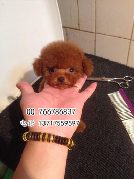 北京哪里有卖泰迪犬北京哪里有泰迪犬舍泰迪价格
