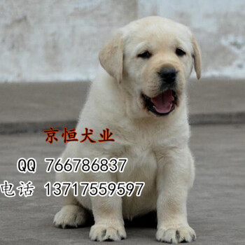 北京纯种拉布拉多犬多少钱一只赛级拉布拉多大骨架拉布拉多