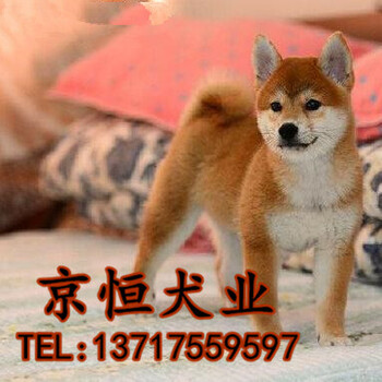 北京柴犬价位多少北京什么地方有卖柴犬北京柴犬犬舍