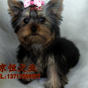 北京哪有卖约克夏幼犬的？约克夏幼犬什么价位