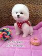出售纯种博美幼犬哈多利博美犬球体型宠物狗狗图片