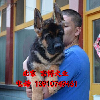 北京锤系德牧出售德牧幼犬