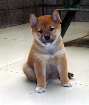 纯种日系柴犬三个月小柴犬多少钱北京哪卖柴犬幼犬