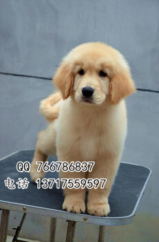 北京哪里有卖金毛犬北京正规金毛犬养狗场在哪里