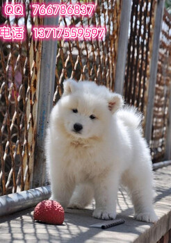 北京哪里有萨摩幼犬纯种萨摩价格多少赛级萨摩幼犬