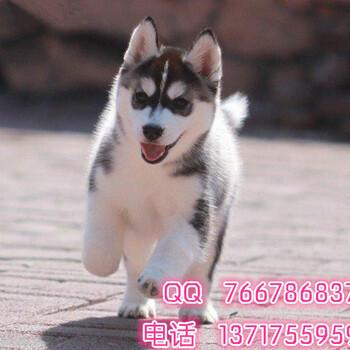 北京哪里卖哈士奇幼犬三把火双蓝眼哈士奇雪橇犬
