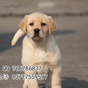 北京拉布拉多幼犬多少钱纯种拉布拉多颜色