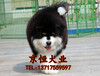 北京阿拉斯加犬多少钱阿拉斯加犬价格阿拉斯加犬图片