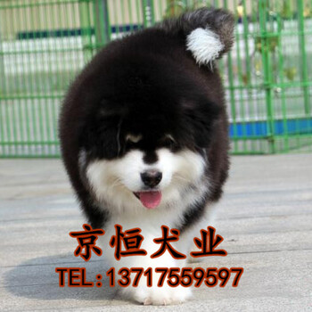 北京阿拉斯加犬多少钱阿拉斯加犬价格阿拉斯加犬图片