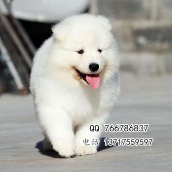 北京纯种萨摩犬纯种萨摩幼犬萨摩价格