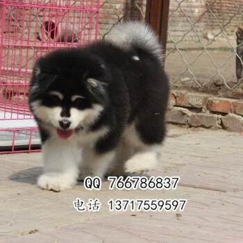 北京赛级阿拉斯加幼犬纯种阿拉斯加多少钱纯种阿拉斯加犬
