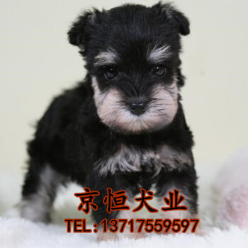 北京哪里有雪纳瑞犬纯种雪纳瑞多少钱赛级雪纳瑞价格