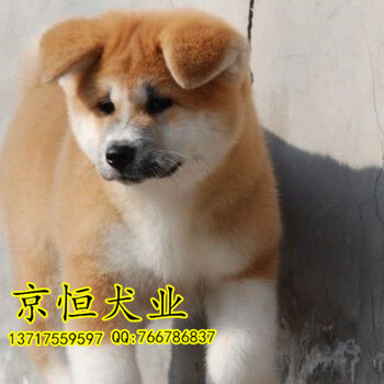 秋田犬多少钱一只日本秋田犬价格北京秋田幼犬出售