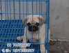 纯种巴哥犬价格巴哥犬多少钱、巴哥犬图片、巴哥幼犬