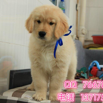 北京哪里有金毛幼犬出售北京金毛价格纯种金毛犬多少钱一只
