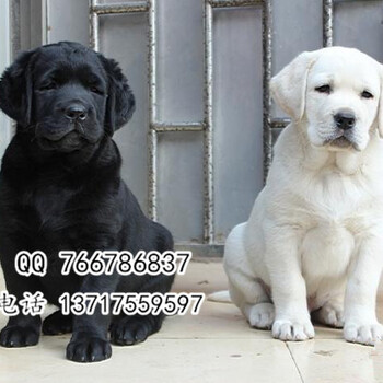 赛级拉布拉多犬繁殖售后北京京恒犬舍