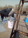 供应忻州市河北标盈环氧树脂池防腐胶