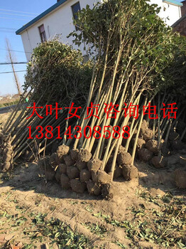 6公分大葉女貞6公分大葉女貞