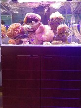 濟南歷下區(qū)泉城路海水缸定做