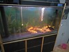  Fish tank water quality detection