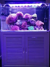 濟南高新區(qū)齊魯軟件園海水缸清洗