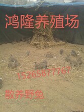 安徽定遠縣哪里有肉兔養殖場，滁州肉兔養殖籠哪里有賣的圖片