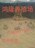 肉兔养殖场出售比利时肉兔兔种兔苗养殖技术肉兔市场行情图片5