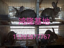 肉兔养殖场出售比利时肉兔兔种兔苗养殖技术肉兔市场行情图片4