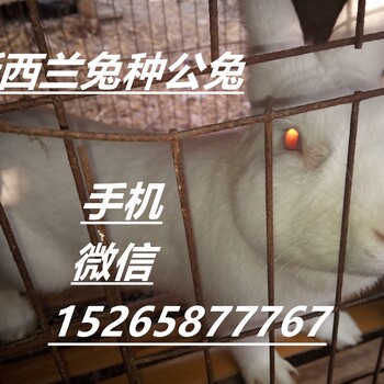 肉兔养殖利润新西兰兔种兔价格养兔的技术兔子场