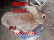 肉兔养殖场出售比利时肉兔兔种兔苗养殖技术肉兔市场行情图片0