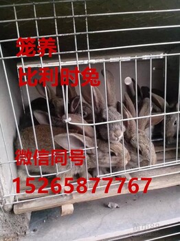 安徽野兔养殖场,蚌埠市商品兔市场多少钱一斤,肉兔价格稳定