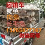 肉兔养殖场出售比利时肉兔兔种兔苗养殖技术肉兔市场行情图片3